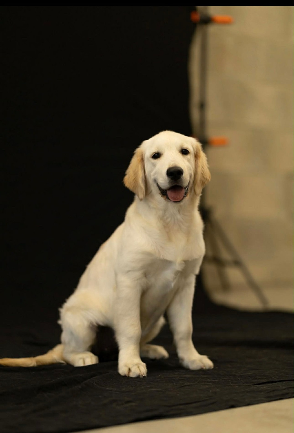 mâle ou femelle que choisir ?